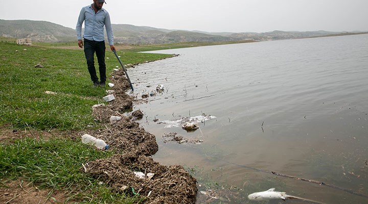 Katledilen Hasankeyf'te balık ölümleri yine başladı: Bölge halı tedirgin!