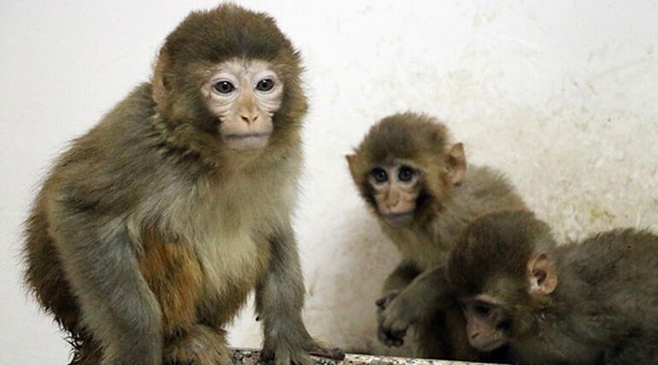 Gürbulak Sınır Kapısı'nda 12 yavru maymun bulundu