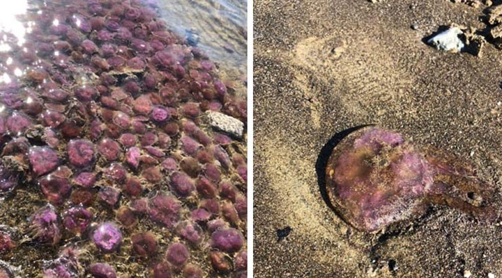 Arsuz'da kıyıya vuran mor renkli zehirli denizanaları için uyarı: Temas etmeyin