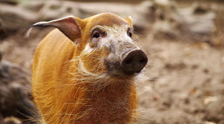 İtalya'da yaban domuzları bir kadını 'gasp' etti