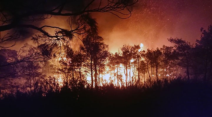 Son 4 yılda hektar hektar orman yanıp kül oldu
