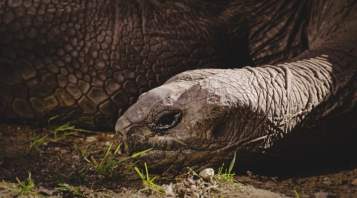 Galapagos Adaları'nda 115 yıl önce neslinin tükendiği ilan edilen kaplumbağa türü geri döndü