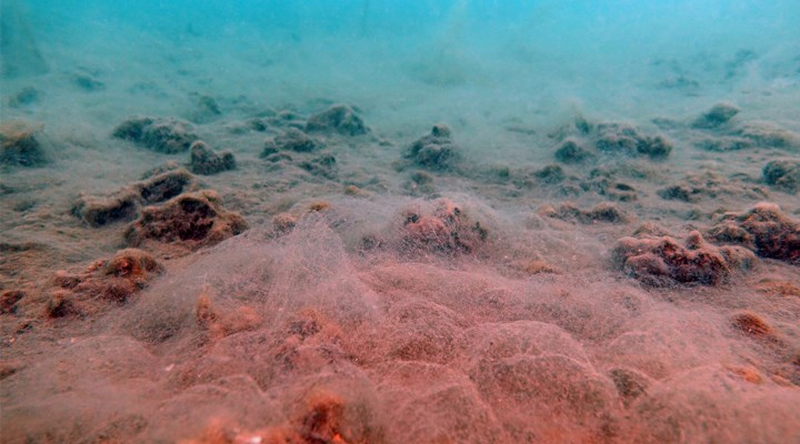 Prof. Dr. Sarı fotoğrafladı: Müsilaj kırmızı mercan alanlarını öldürdü