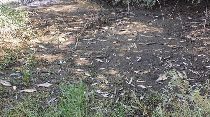 Ceyhan Nehri’nde oksijensiz kalan binlerce balık öldü