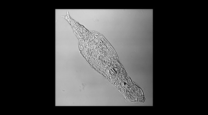 Kriptobiyoz: Sibirya’da donmuş halde bulunan mikroskobik canlının 24 bin yıl hayatta kaldığı keşfedildi
