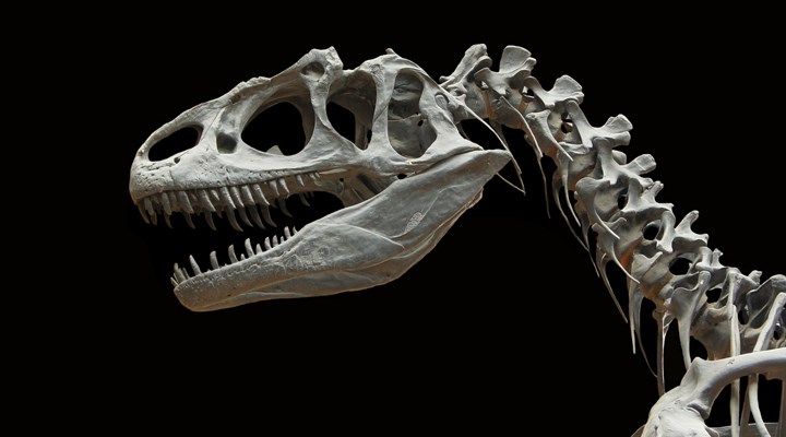 Uzunluğu 30 metre: Bilim insanları, Avustralya'nın en büyük dinozor türünü keşfetti