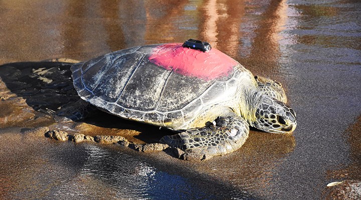 Tedavisi tamamlanan kaplumbağa Talay, 3 günde 30 kilometre yürüdü