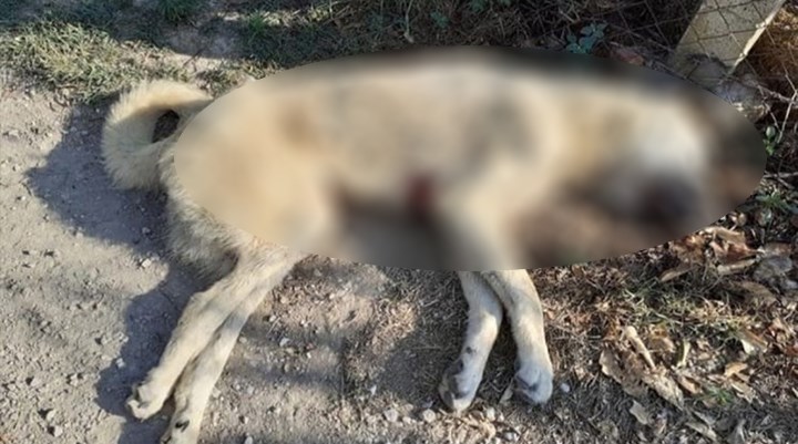 Adana'da iki kangal köpeği bıçaklanarak öldürüldü
