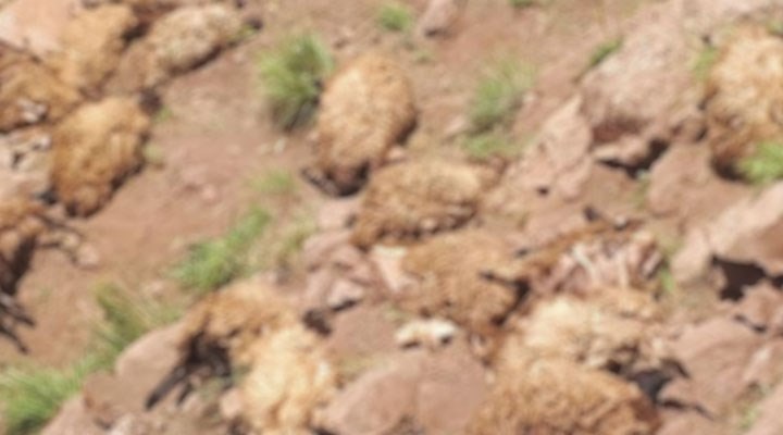Dersim'de 77 koyun uçurumdan atlayarak yaşamını yitirdi