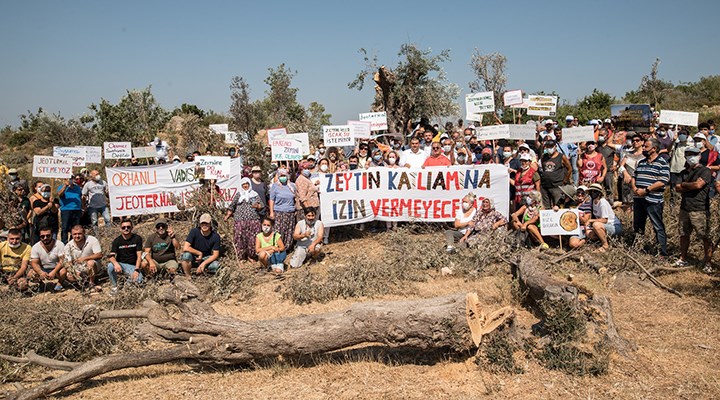 Seferihisar'da JES şirketi usulsüzce zeytin ağaçlarını katlediyor