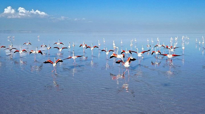 Flamingo cenneti mezarlığa dönüştü