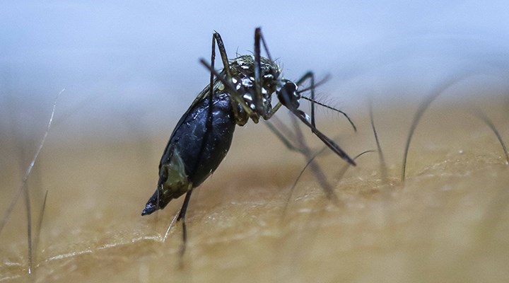Karadeniz'e 'Asya Kaplan Sivrisineği' uyarısı