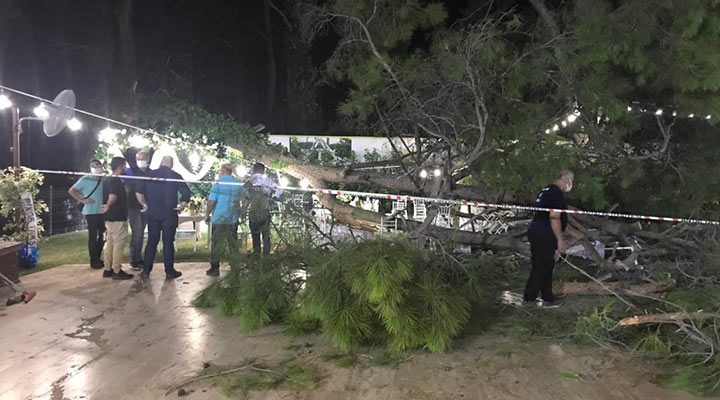 Antalya'da kır düğünü yapılan alandaki ağaç devrildi: 2'si ağır 10 yaralı