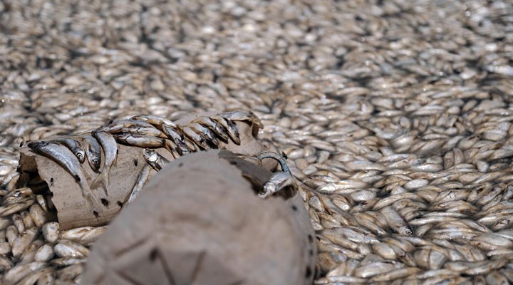 Konya'da balıklar oksijensizlikten öldü