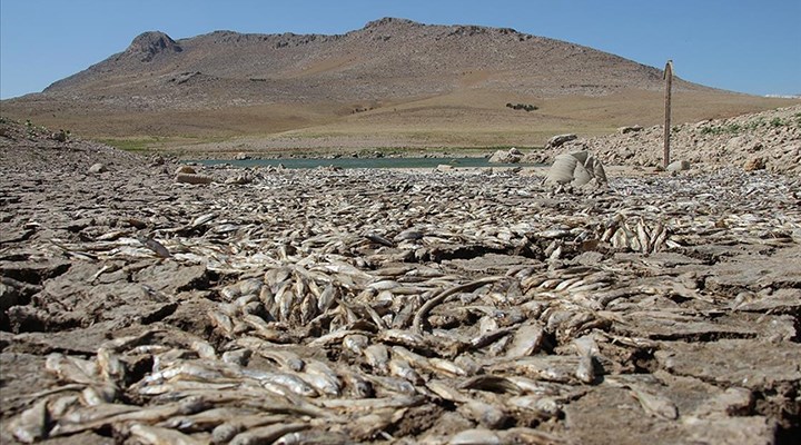 Kuraklık: May Barajı'ndaki balıklar öldü