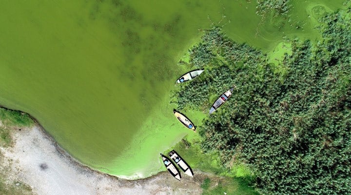Uluabat Gölü yeşile büründü