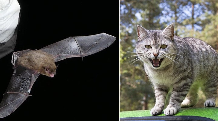 Dünyanın bilinen en uzun 2. uçuşunu yapan yarasayı kedi öldürdü