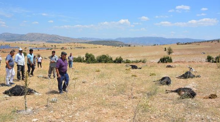 Antalya'da tarlanın etrafına dökülen gübreyi yiyen 25 keçi yaşamını yitirdi