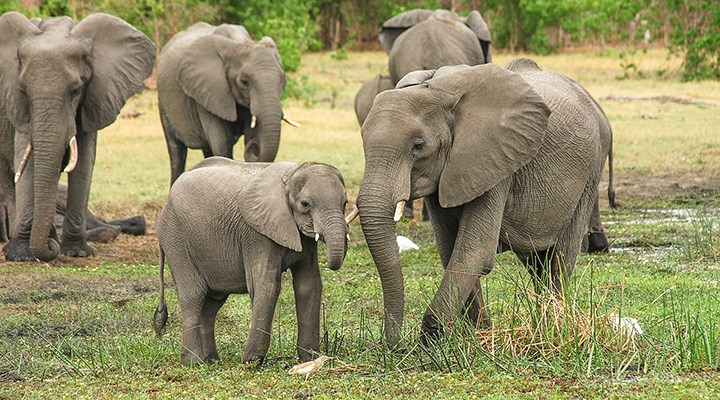 Sri Lanka'da fil hakları düzenlemesi: 4 saatten fazla çalıştırmak yasaklandı