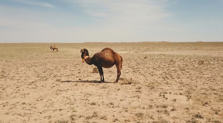 Kuraklık görülmemiş seviyede: Kazakistan'da 178 bin hektar alan kurudu