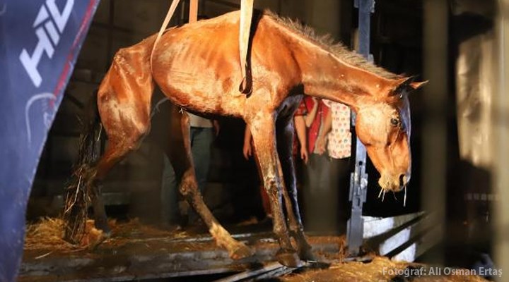 Hopa'da kasasında kaçak olarak 33 atı taşıyan TIR, bir yurttaşın ihbarı üzerine durduruldu