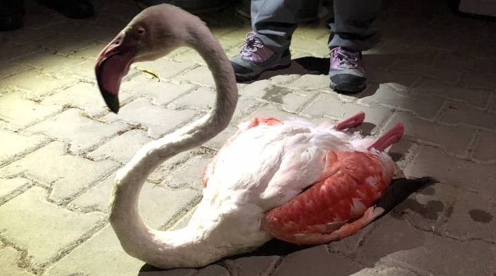 Uzun uçuştan yorgun düşen flamingo tedavi altına alındı