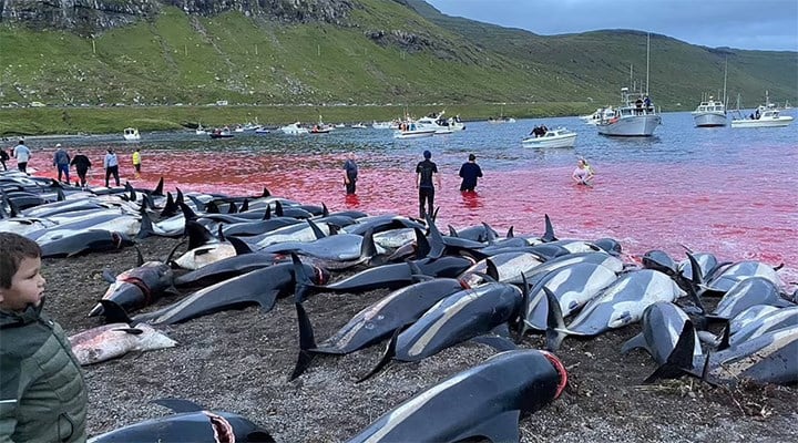 Faroe Adaları’ndaki festivalde 1428 balina ve yunus katledildi