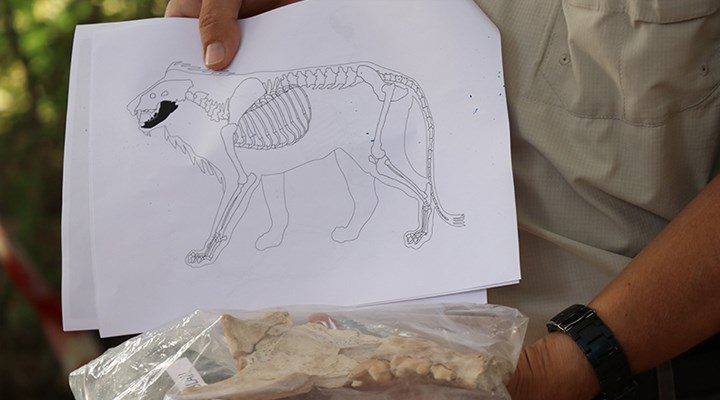 Kayseri’de 4 bin yıl öncesine ait aslan kemiği bulundu