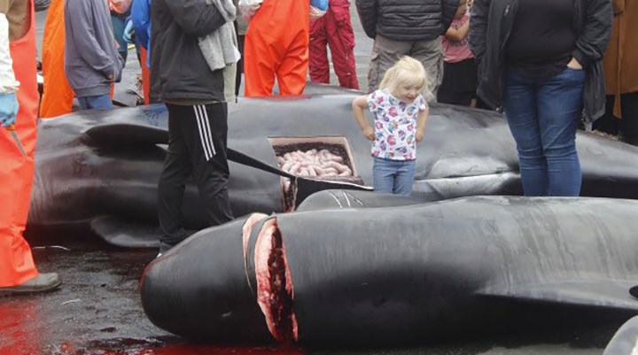 Faroe Adaları’nda 53 yunus daha katledildi
