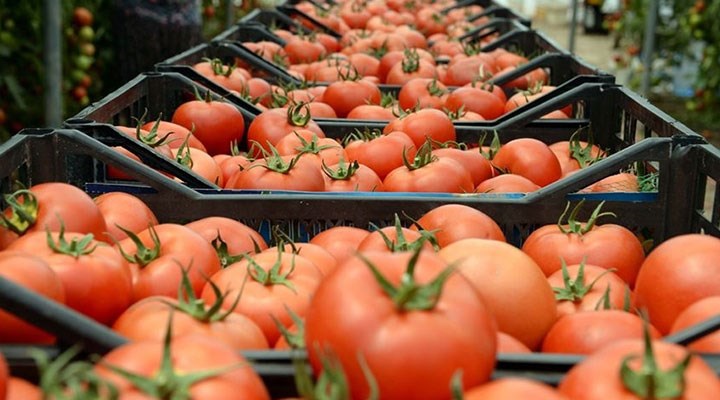Rusya’ya gönderilen domateslerde virüs çıktı