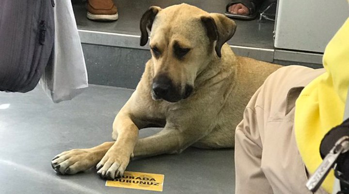 Toplu taşımayla İstanbul'u turlayan köpek Boji'ye GPS takıldı