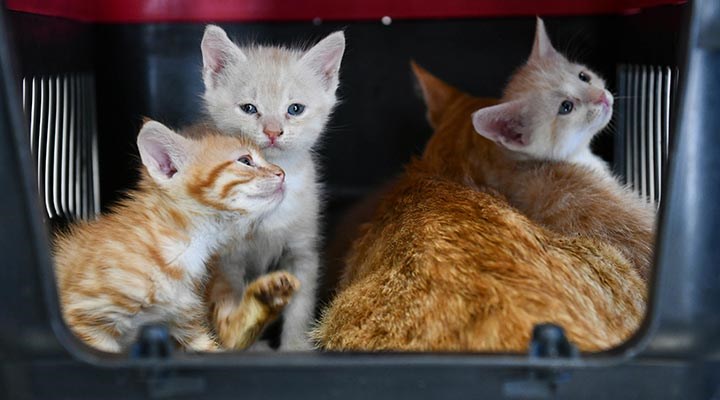 Ankara'da kedi tedavi ünitesi ve rehabilitasyon merkezi açıldı