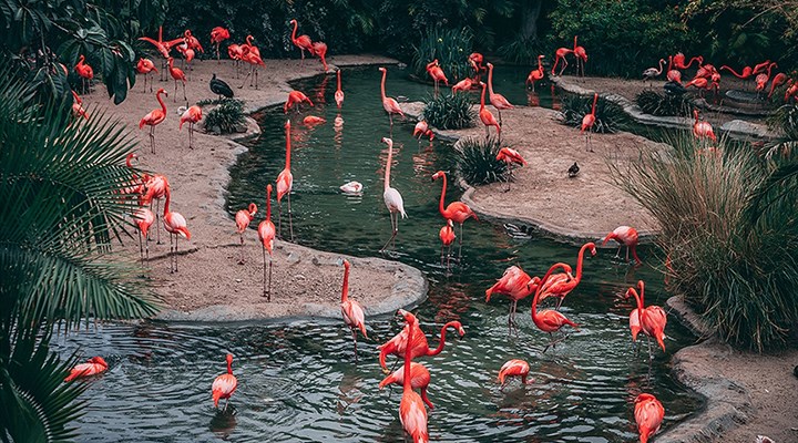Pembe flamingoların sayısı iklim değişikliği nedeniyle her geçen gün azalıyor