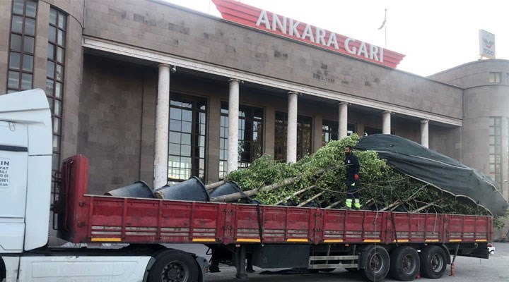 Ankara Valiliği “Mabet Ağaç” fidanlarını kaldırdı