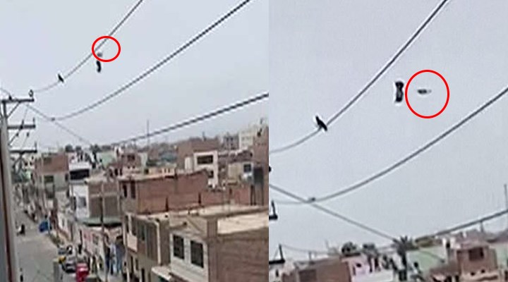 Elektrik teline asılı kalan güvercin, bıçak yapıştırılan drone ile kurtarıldı