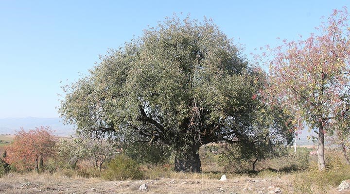 Tokat'ta 3 ağaç koruma altına alındı
