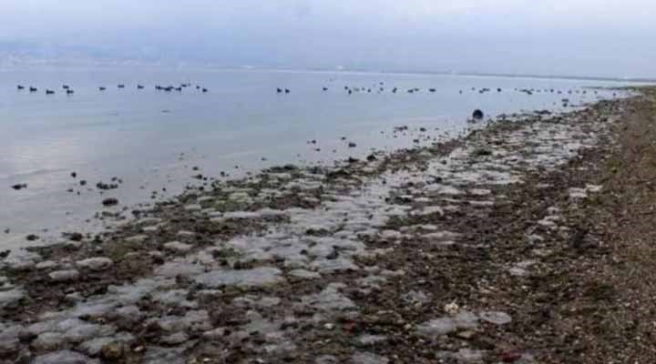 Kocaeli'nde binlerce ölü denizanası kıyıya vurdu