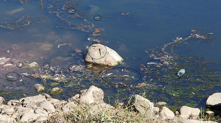 Su seviyesi düşen Dicle Nehri'nde ölü balıklar kıyıya vurdu