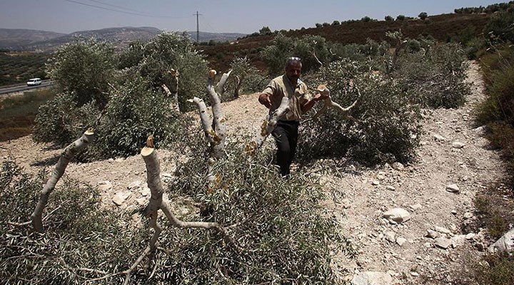 Filistin'de silahlar sussa da saldırılar sürüyor: İşgal  için tarım arazileri hedefte