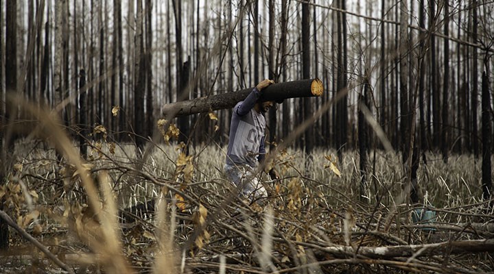 İklim krizi büyürken ormanlar giderek azalıyor