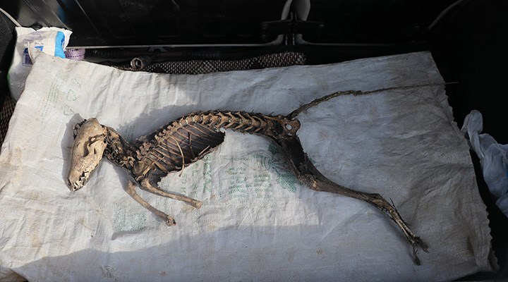 Iğdır'da bulunan hayvan iskeleti araştırılacak: 1 metre boyunda, yırtıcı dişleri var