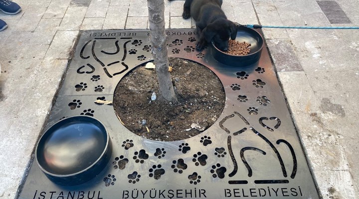 İBB: Mama kaplı ağaç dibi ızgara uygulamamızı İstanbul'a yayalım mı?