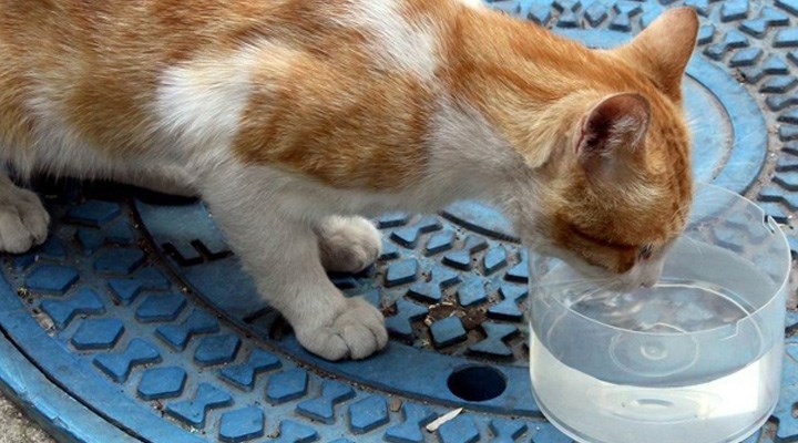 İstanbul'da bir kişi, kedi ve köpeklerin kaplarına çamaşır suyu döktü