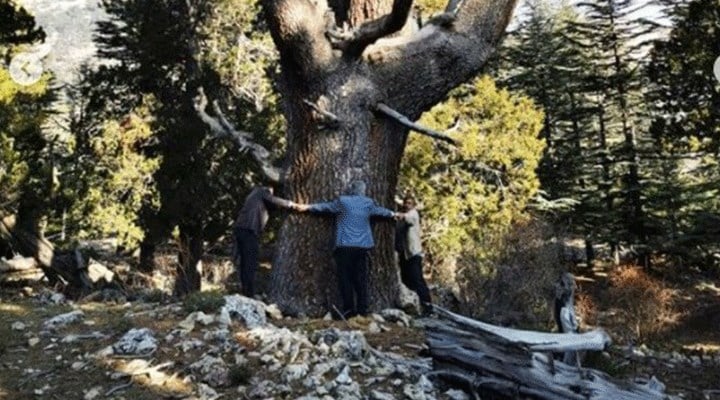 AKP MKYK üyesi, maden ocağına karşı köylülerle ağaca sarıldı