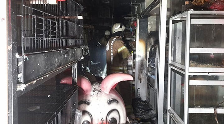 Bayrampaşa'da pet shop'ta yangın çıktı, çok sayıda hayvan hayatını kaybetti