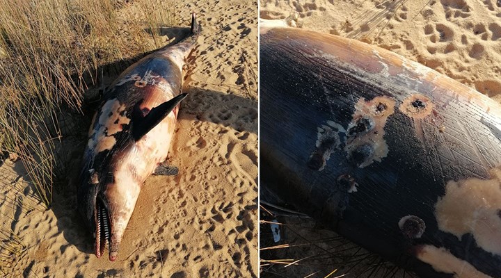 Balıkesir'de bir yunus, tüfekle vurularak öldürüldü