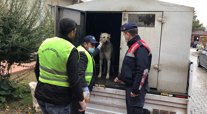 Elazığ'da kamyonetin arkasına bağlanarak eziyet edilen köpek bakıma alındı