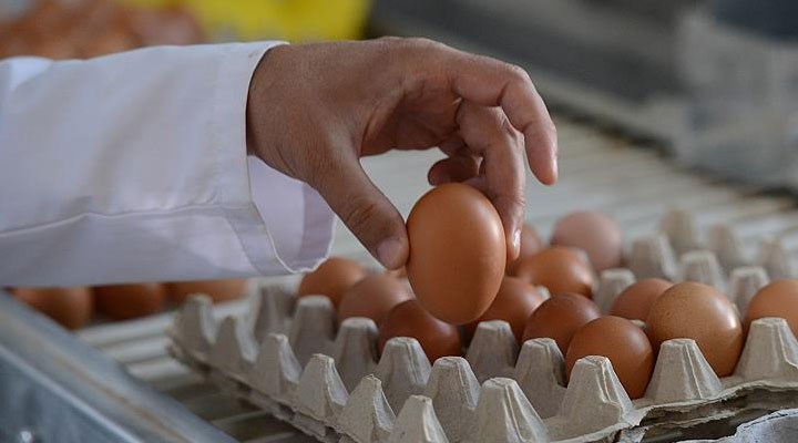 Yumurtada maliyet katlanıyor