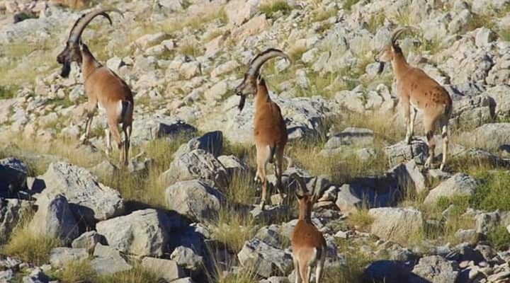 Mersin'de yaban keçilerini öldüren avcılara 64 bin lira ceza