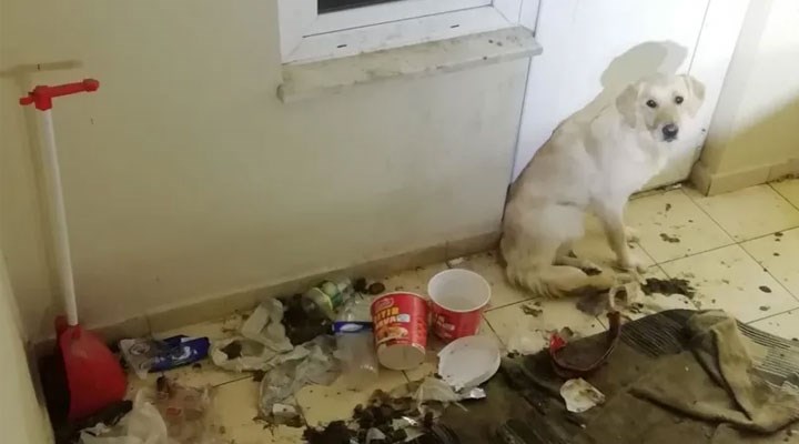 Balkonda 10 gün aç ve susuz bırakılan köpek kurtarıldı